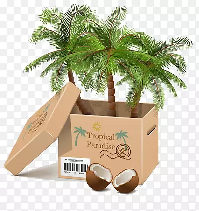 箱子里的椰子树