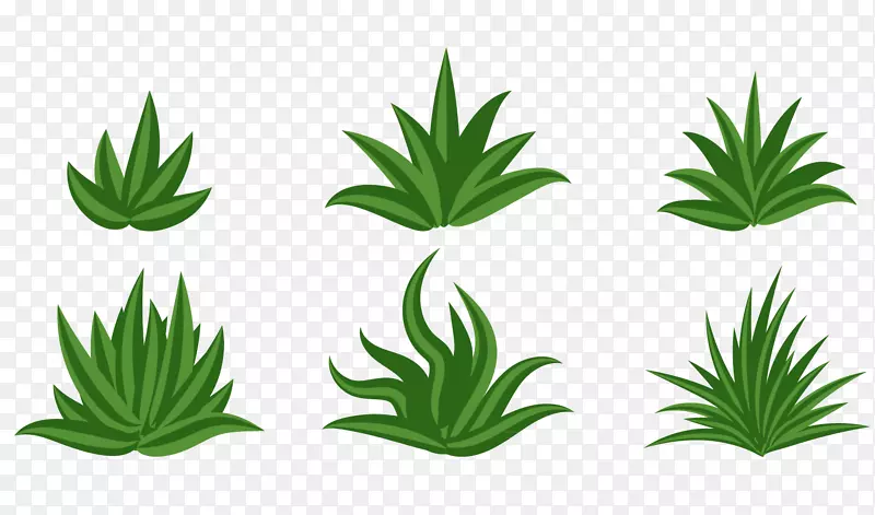 不同形态的绿色草