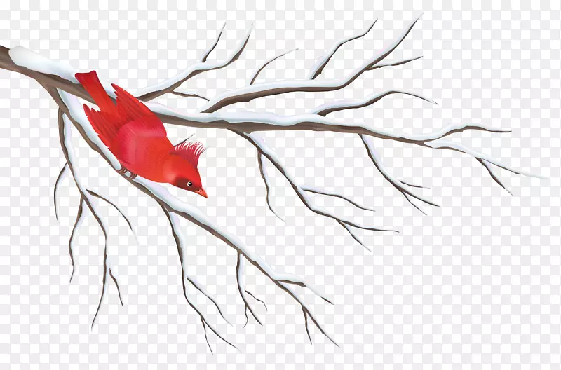 被雪覆盖的树枝和红鸟