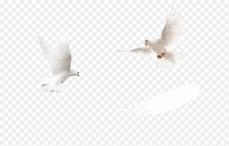 白鹤飞翔图