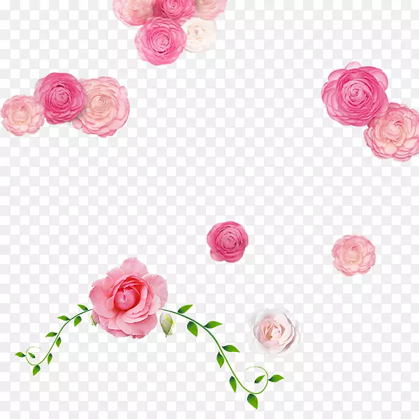 粉红浪漫玫瑰