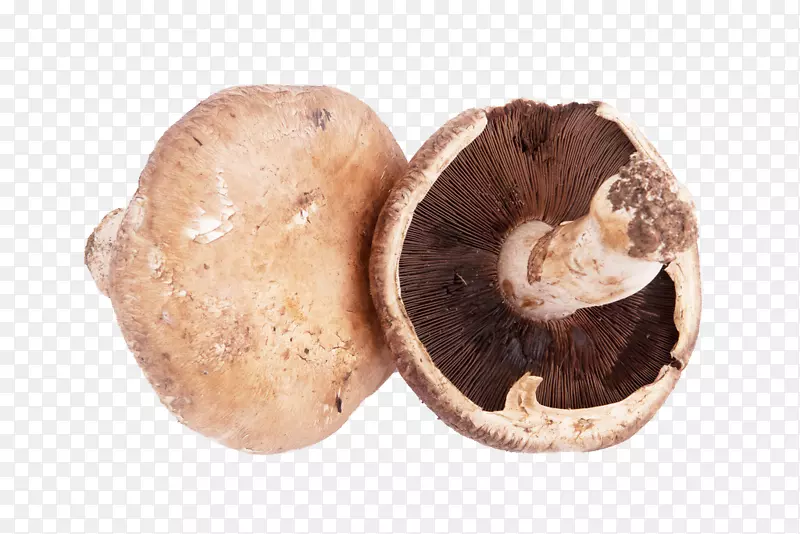 蘑菇菌类免扣素材图片