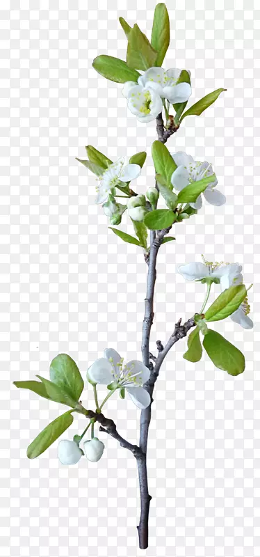 树枝白花免抠PNG图片素材