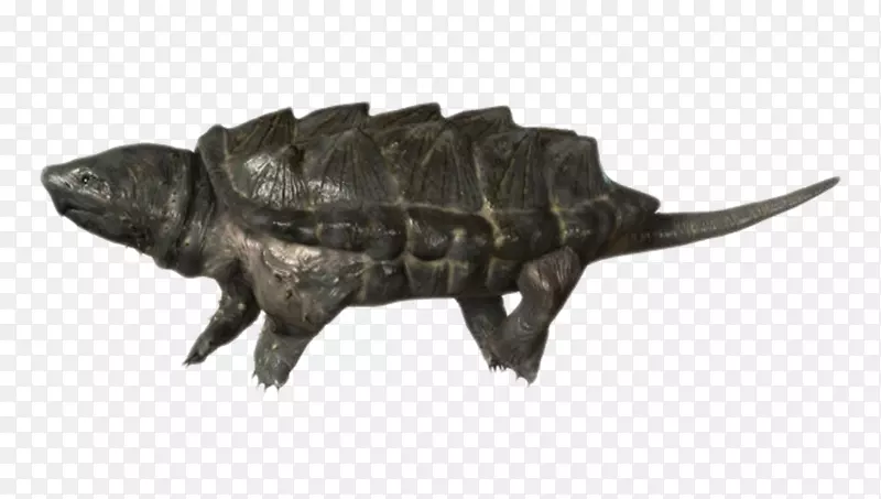 最古老的爬行动物大鳄龟实物