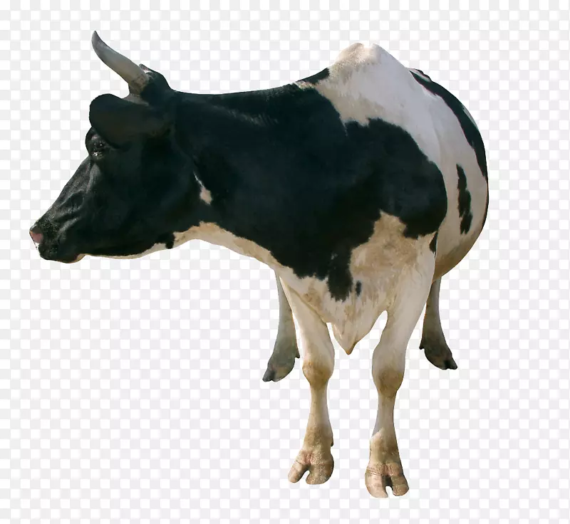 一只大大的奶牛回头看