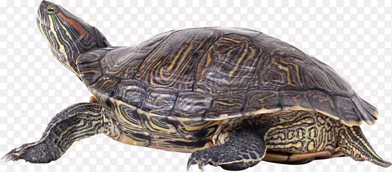 褐色条纹的海龟