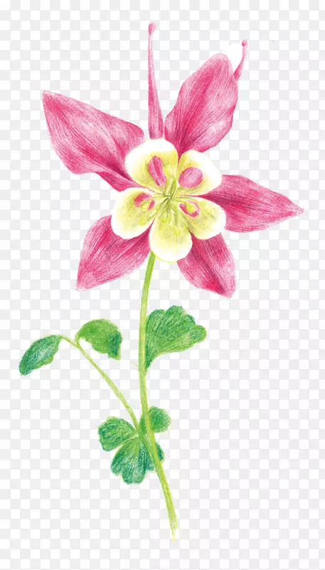 朱顶红花图片素材