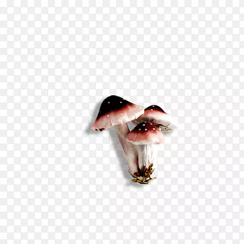 蘑菇