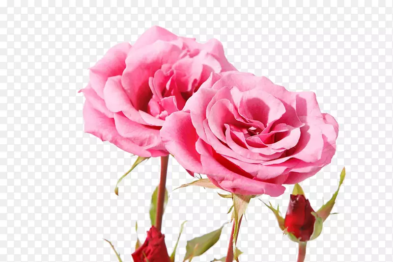 唯美粉色玫瑰