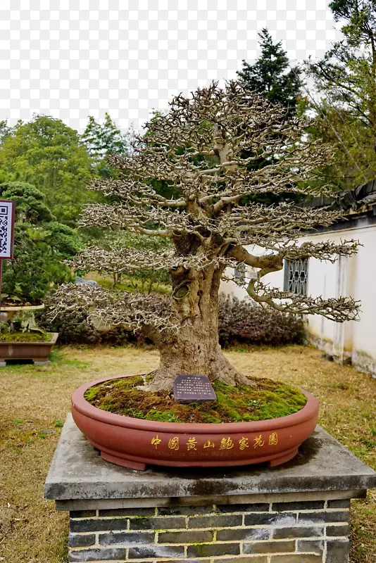 黄山植物