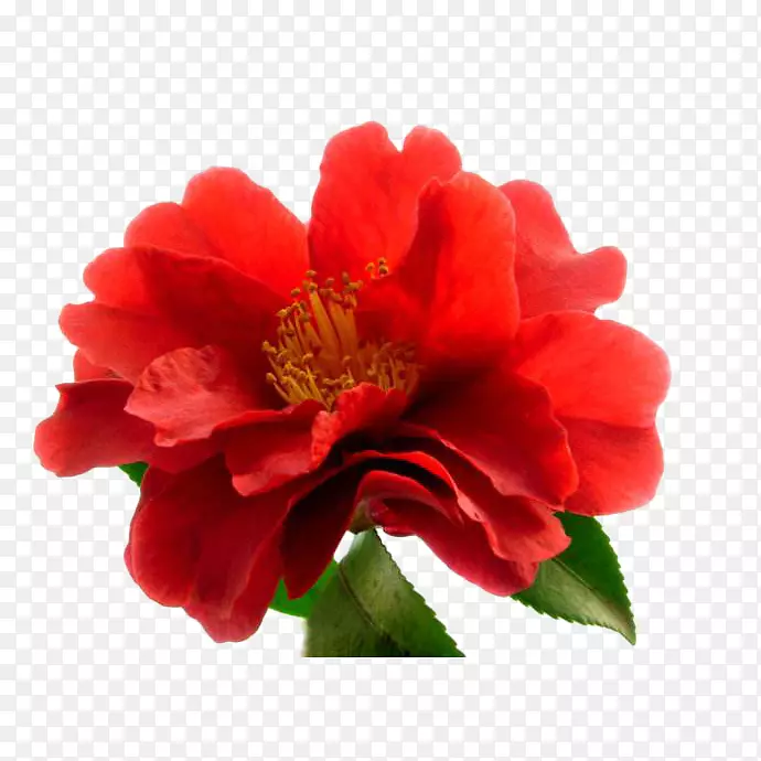 一朵盛开的红色山茶花设计免抠