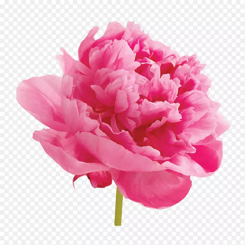盛开的粉红色花朵简图