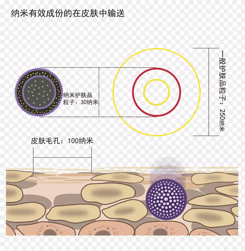 纳米有效成分的在皮肤中输送示意