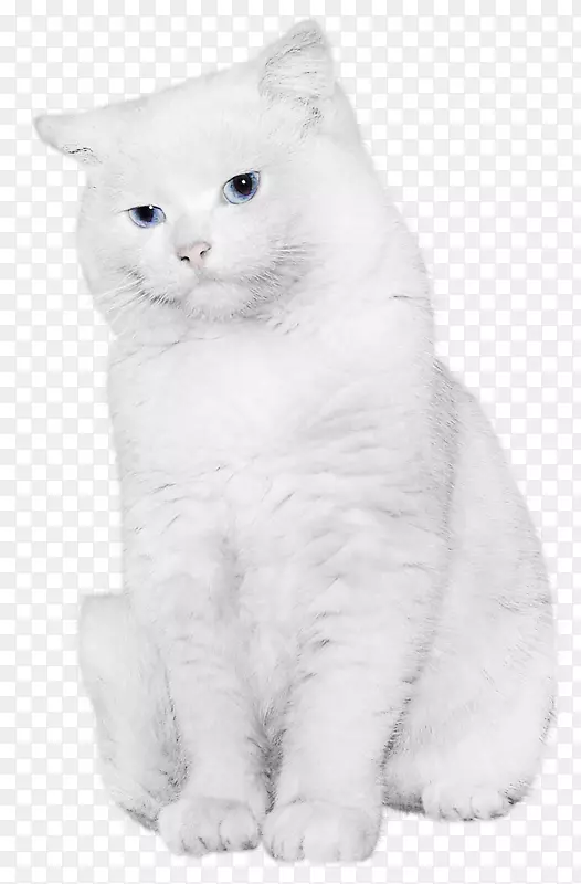 雪白的猫