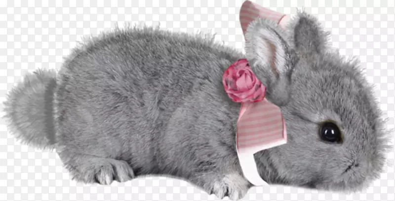 可爱的小灰兔