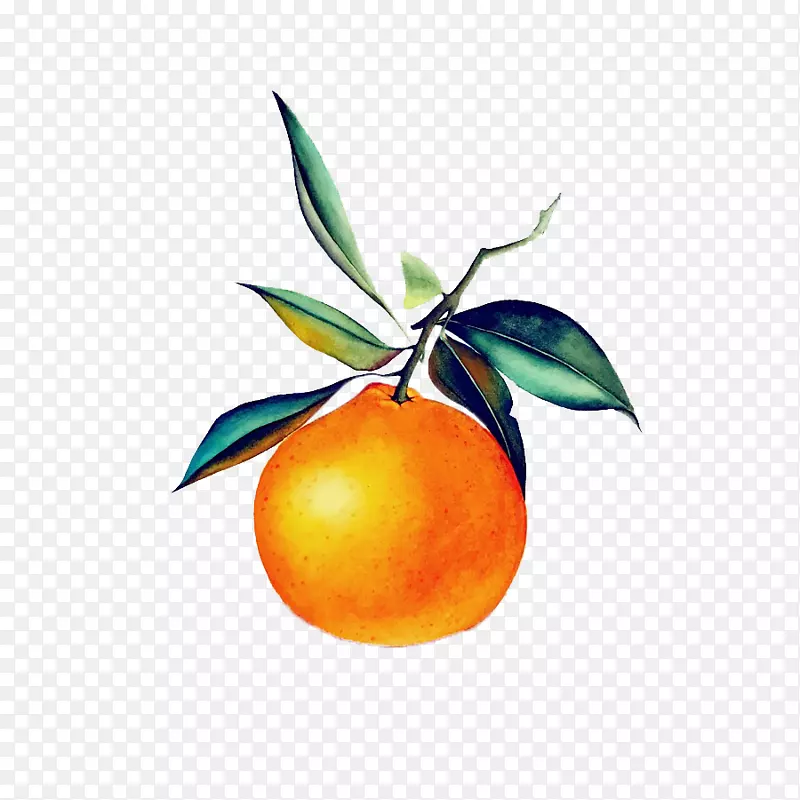 一只带叶子的柑橘绘画图