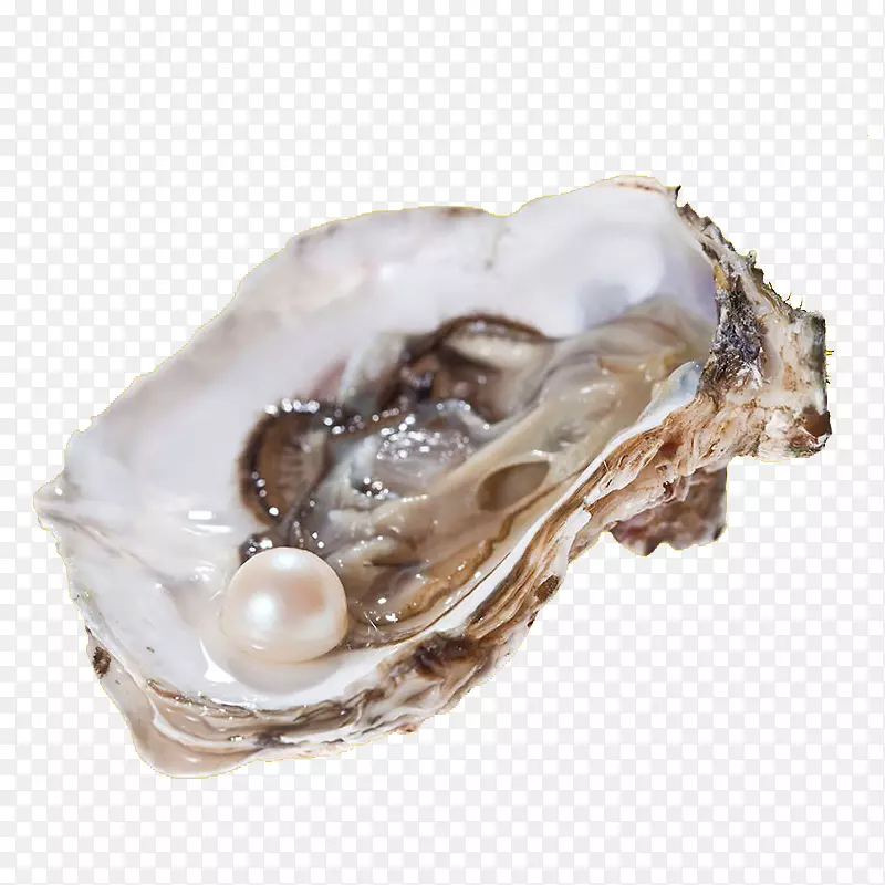 含着珍珠的牡蛎