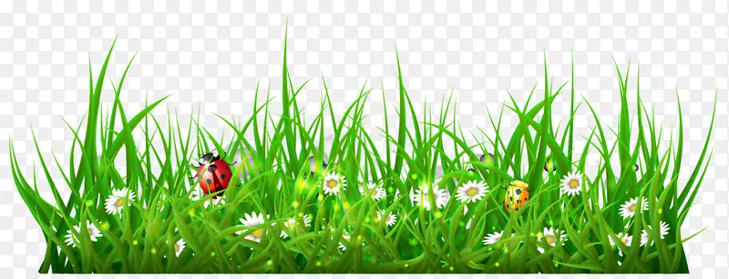 春暖花开绿色草丛
