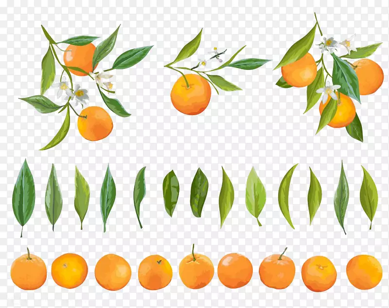 柑橘果实和叶子的绘画图案