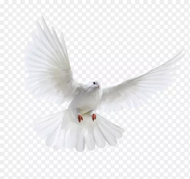 手绘鸽子