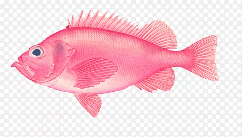 粉色的小鱼素材图片
