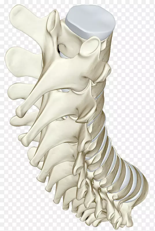 尾端脊椎骨头