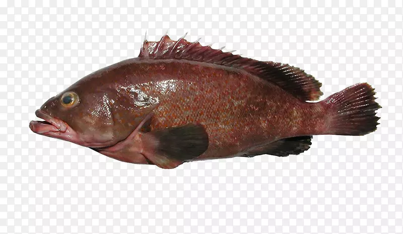 赤点石斑鱼高清图片