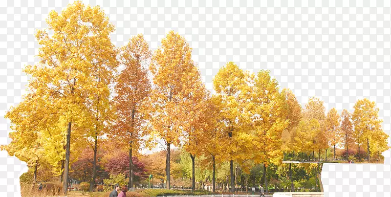 秋天黄色树林