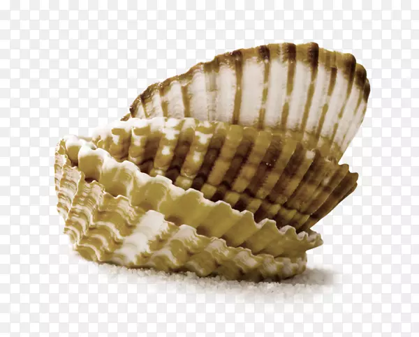 叠加的贝壳