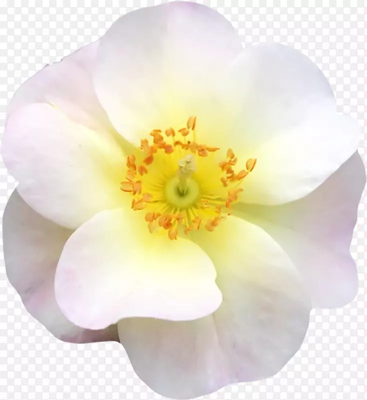漂亮的水仙花