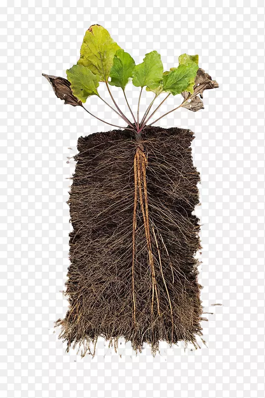 植物根茎横切面PNG图片素材下载_图片编号qlbrmmrq-免抠素材网