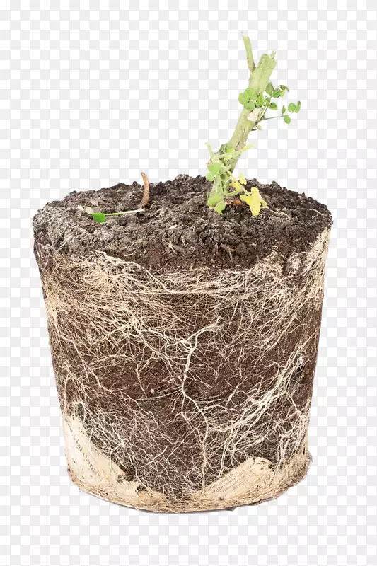 花盆植物土壤横剖面