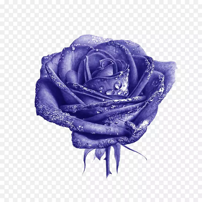 简约紫色玫瑰花