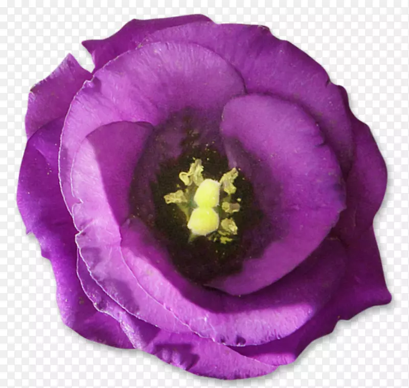 紫玫瑰开花花蕊免抠