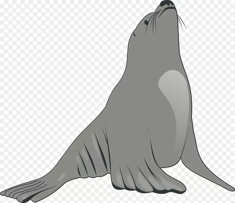 灰色的海狮
