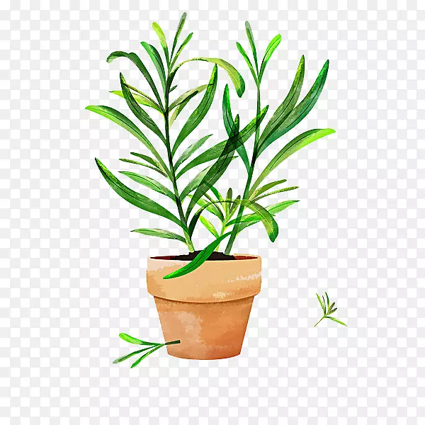 卡通花盆里菊花