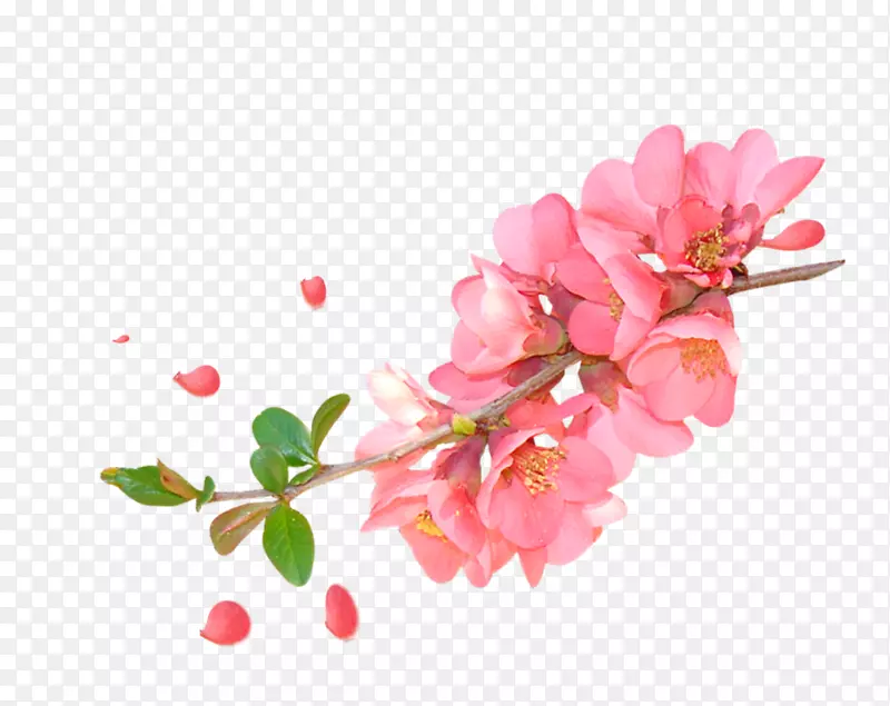 粉红色水彩桃花枝装饰图案
