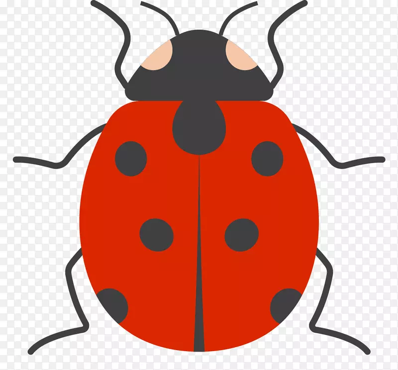 红色椭圆形瓢虫标本