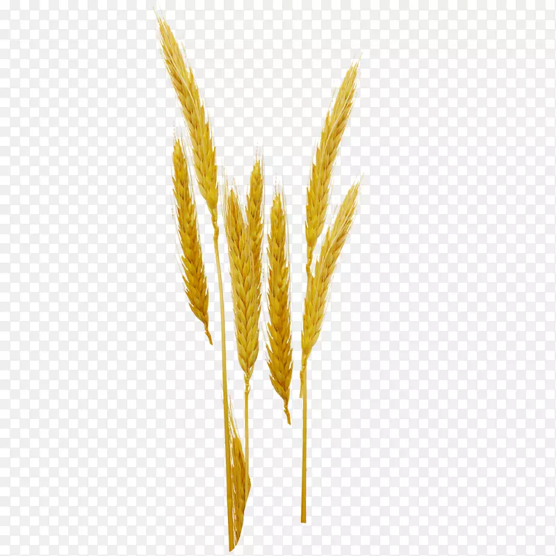 黄色稻穗实物简图