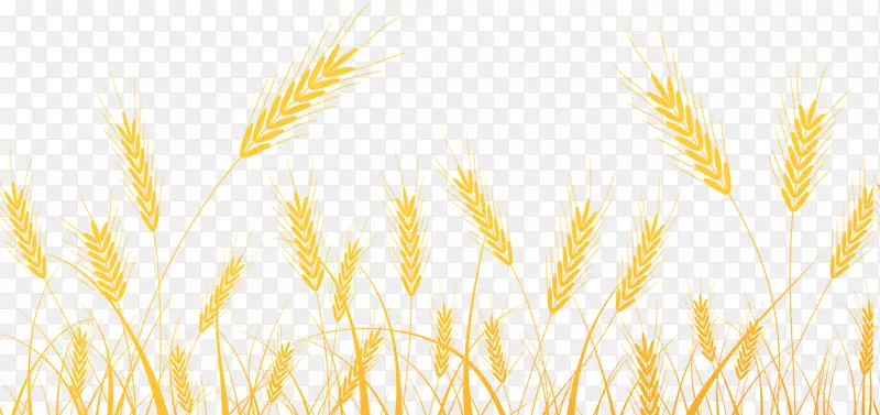 手绘麦田里的小麦
