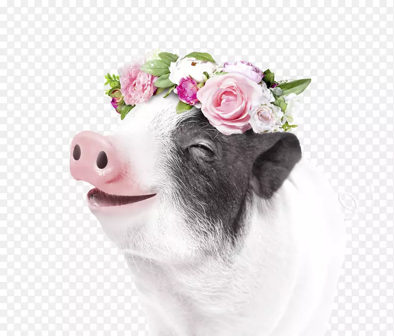 头戴花环的猪海报装饰