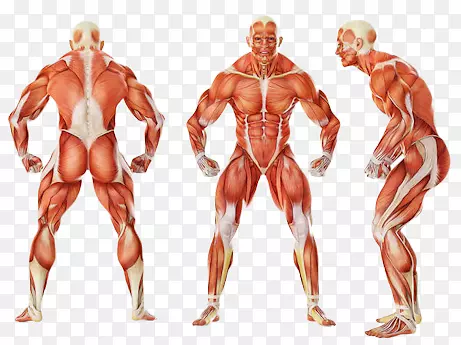 三面人体肌肉组图