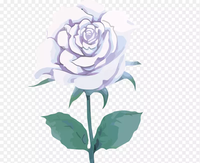 矢量白玫瑰