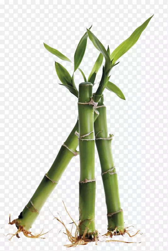 富贵竹高清图片