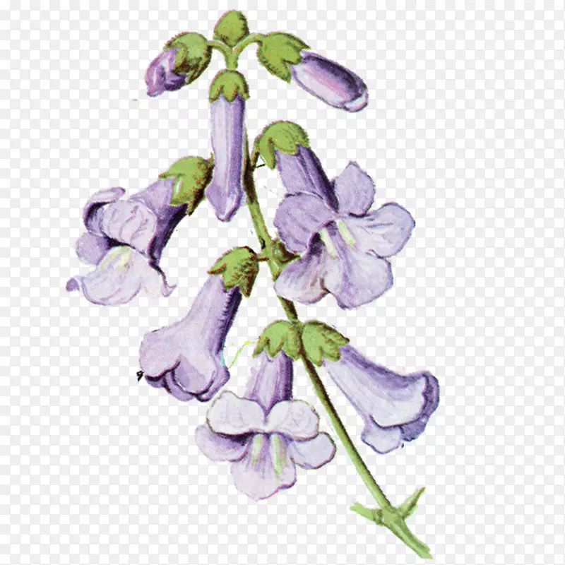 高清紫色花朵
