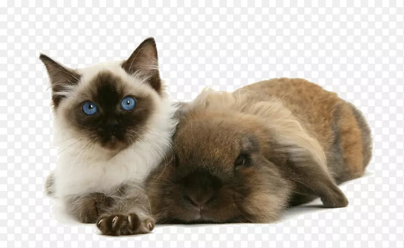 猫咪和大兔子