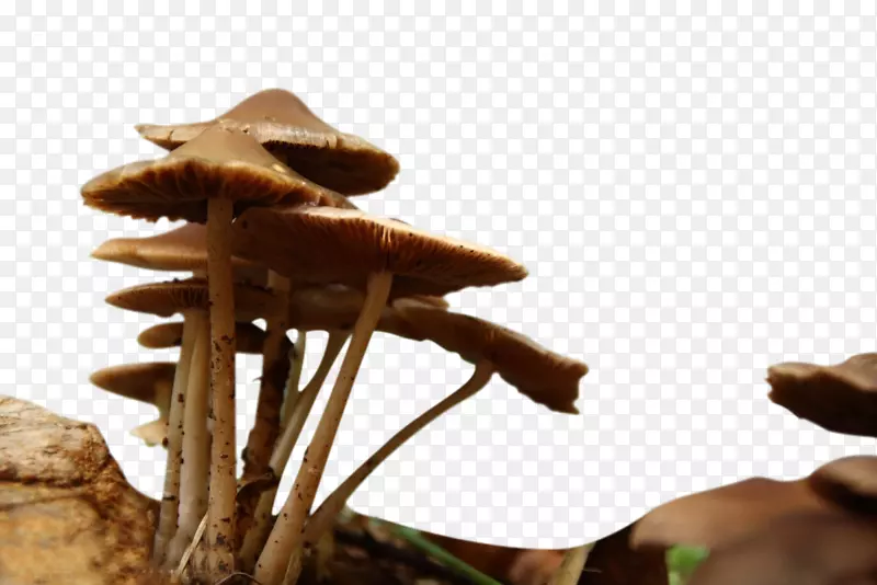 野生采摘正在生长的鸡枞菌