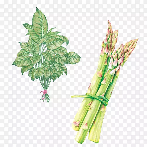 蔬菜手绘画素材图片
