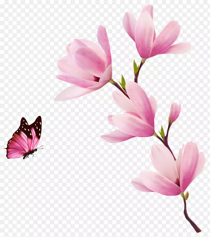 粉色玉兰花