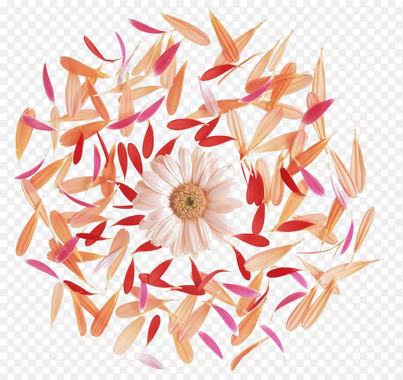菊花和花瓣组成的背景